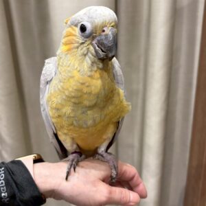 モモイロキバタン 1762039170187