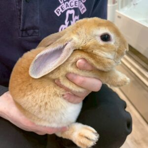 ミニレッキス 1762918299202