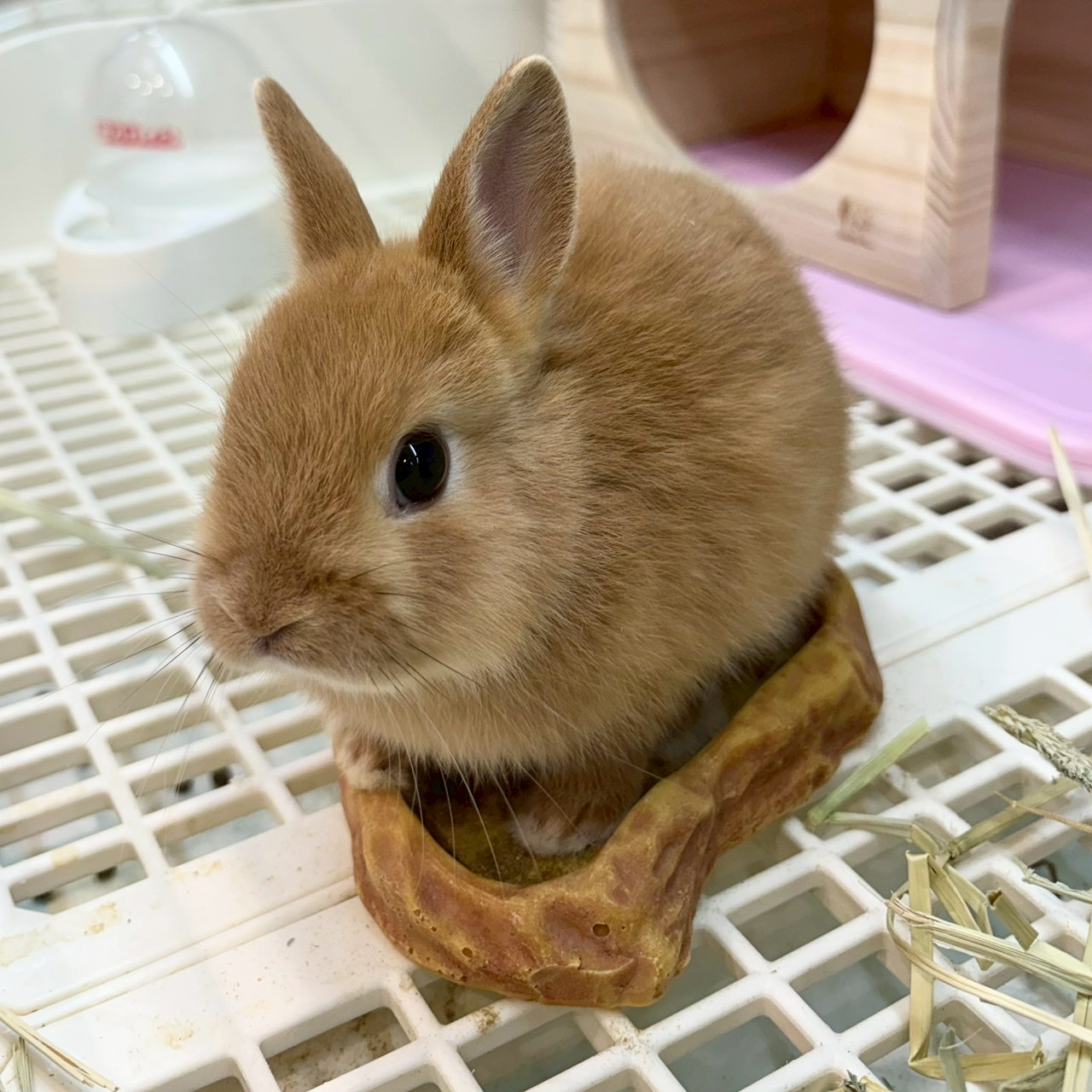 ネザーランドドワーフ - 【大阪・兵庫のペットショップ】ペットランド