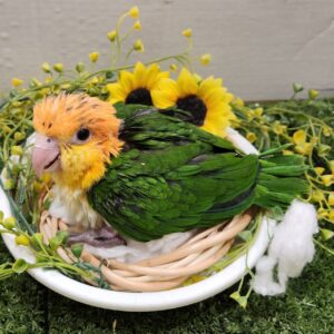 シロハラインコ 20251125_172314