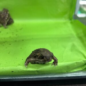 アメフクラガエル5