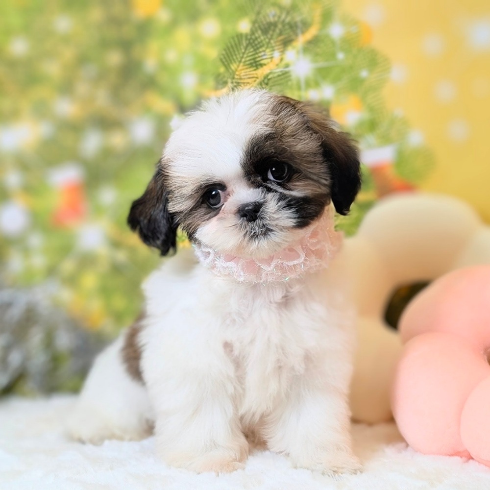 シーズー - 【大阪・兵庫のペットショップ】ペットランドピースワン