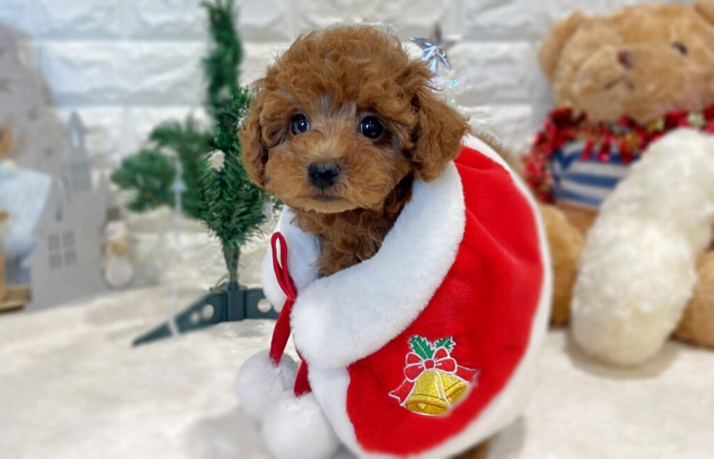 ロシアの作家様　プードル 犬　ジョイント付 ロシアの作家様 プードル 犬 ジョイント付