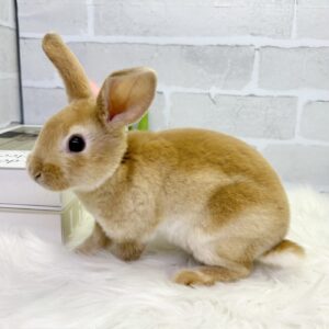 ミニレッキス レッキス2