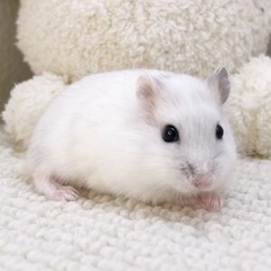 ジャンガリアンハムスター(パールホワイト) パールホワイト 4