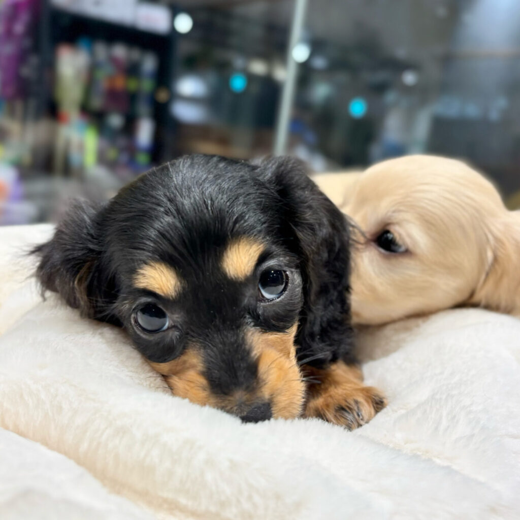 ミニチュアダックスフンド - 【大阪・兵庫のペットショップ】ペット