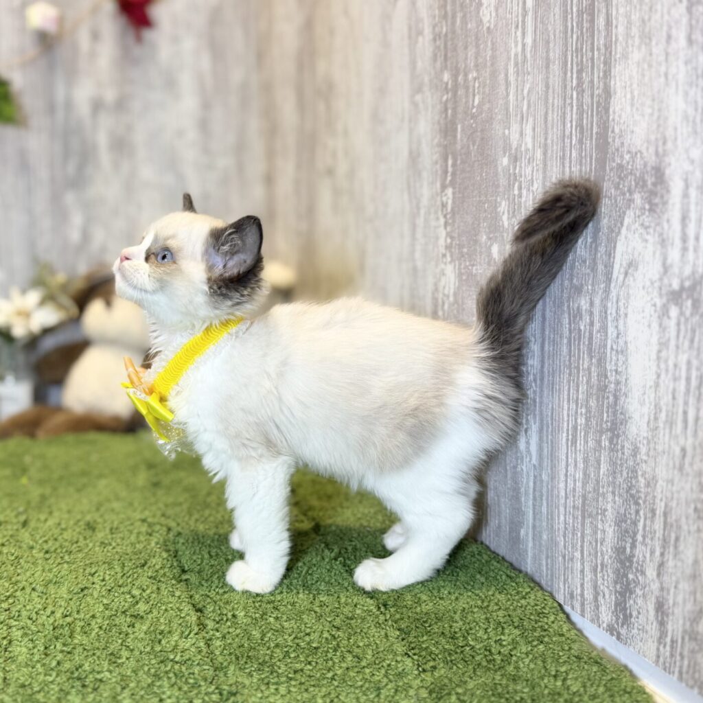 ラグドール - 【大阪・兵庫のペットショップ】ペットランドピースワン