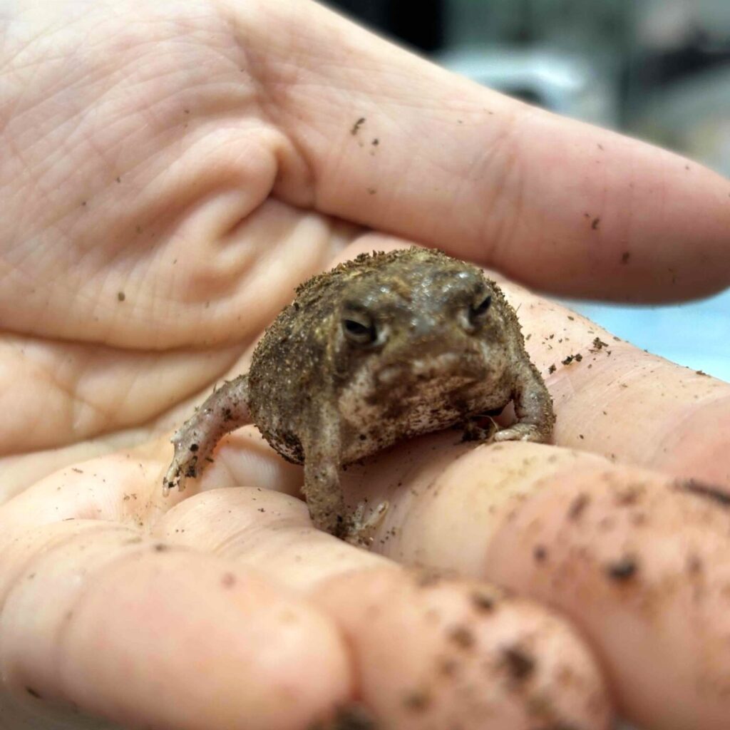 アメフクラガエル アメフクラガエル1匹 1匹 公式通販 1匹 1匹(カエル 