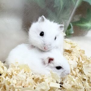 ジャンガリアンハムスター(パールホワイト) IMG_3555