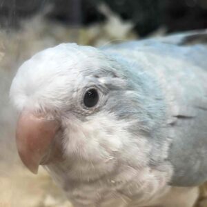 オキナインコ ブルーパリッド IMG_3636