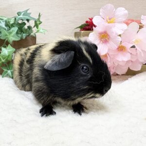 ロシアンモルモット(ゴールデンブリンドル) IMG_3780