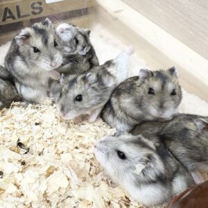 ジャンガリアンハムスター(グレー) IMG_3822