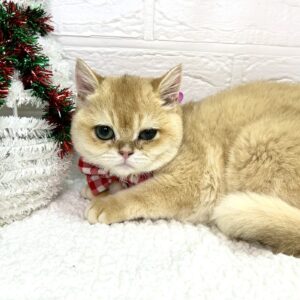 ブリティッシュショートヘア IMG_5977