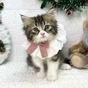 ラガマフィン IMG_6018