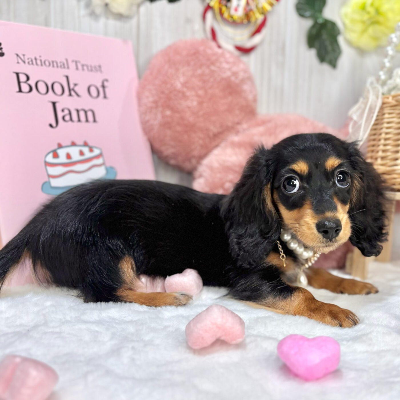 ミニチュアダックスフンド - 【大阪・兵庫のペットショップ】ペット