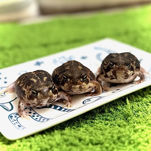 アメフクラガエル - 【大阪・兵庫のペットショップ】ペットランド