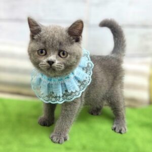 ブリティッシュショートヘア IMG_9490