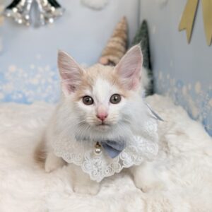 PXL_20251107_055231521.PORTRAIT