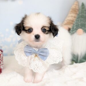 パピヨン PXL_20251114_055043276.PORTRAIT