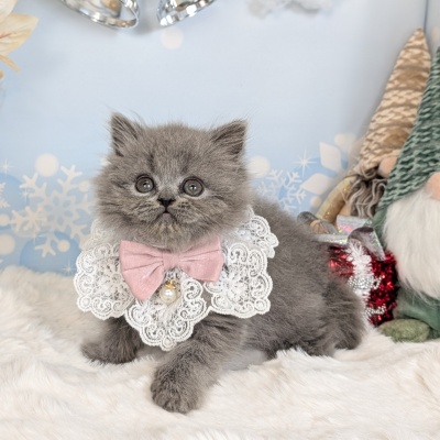 ブリティッシュロングヘアー - 【大阪・兵庫のペットショップ】ペット