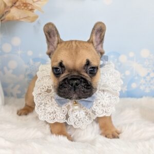 フレンチブルドッグ PXL_20251114_074650999.PORTRAIT