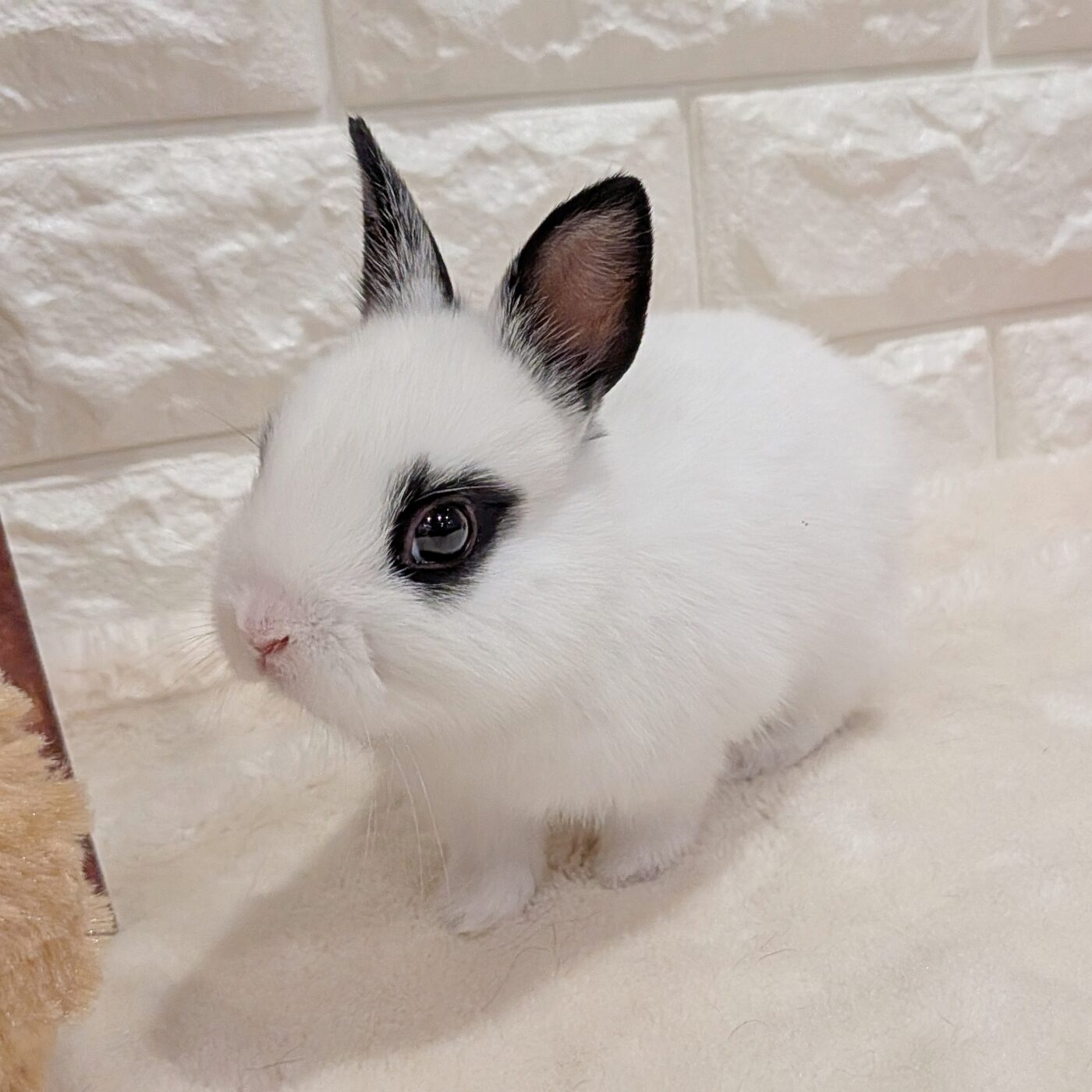 パリ蚤の市で購入したウサギ パリ蚤の市で購入したウサギ