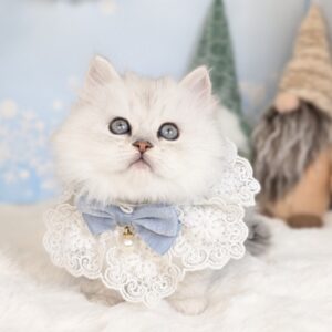 ミヌエット PXL_20251128_051643095.PORTRAIT