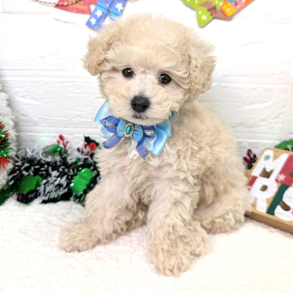 トイプードル - 【大阪・兵庫のペットショップ】ペットランドピース