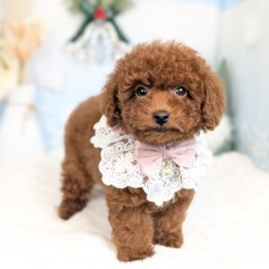 batch_PXL_20251107_045559767.PORTRAIT