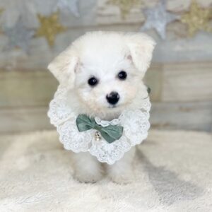 ビションフリーゼ び1