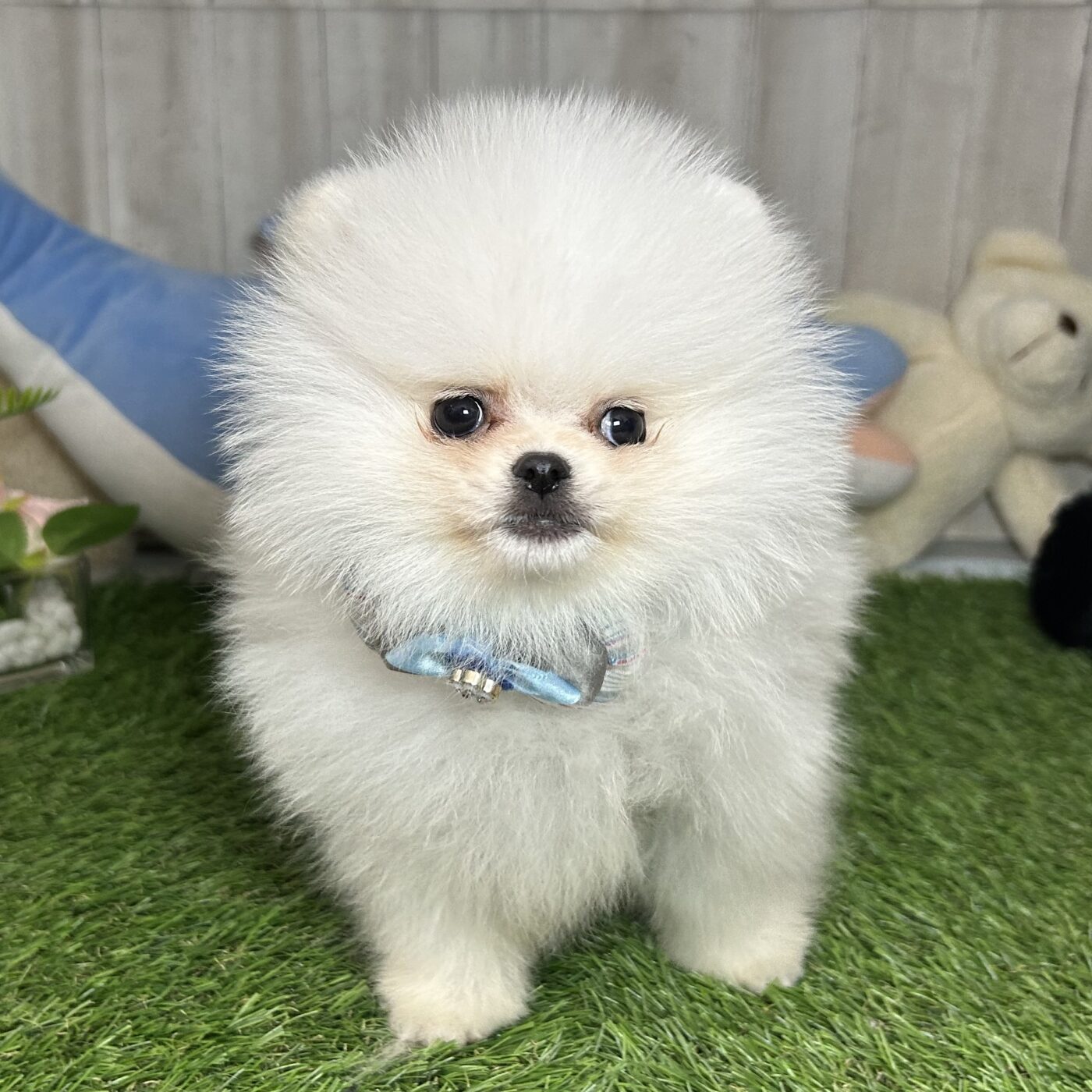 ポメラニアン - 【大阪・兵庫のペットショップ】ペットランドピース