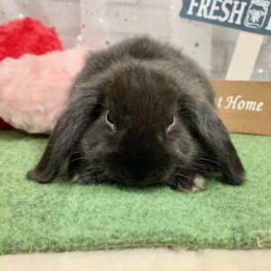 ホーランドロップイヤー image0