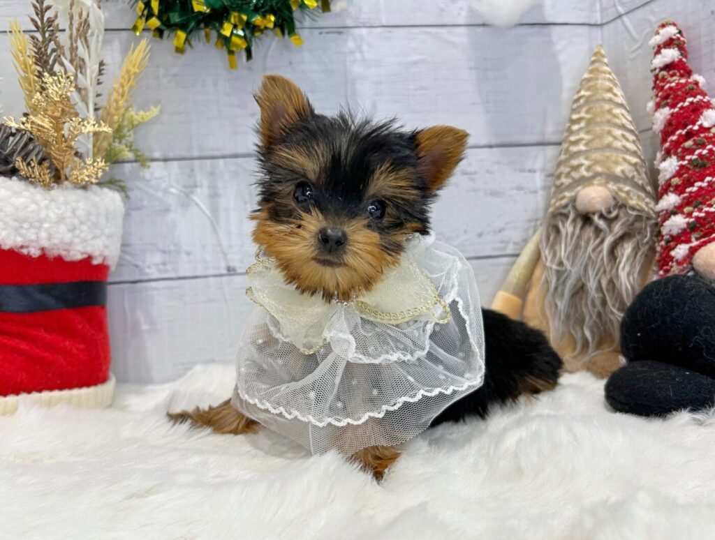 リモージュボックス　プレゼントとわんちゃん　犬　フランス製　ヨークシャーテリア リモージュボックス プレゼントとわんちゃん 犬 フランス製