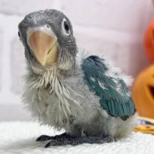 ボタンインコ(ブルー) image2