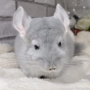 チンチラ Screenshot