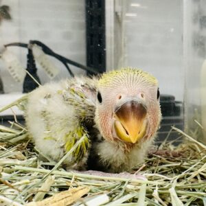 コザクラインコ image7