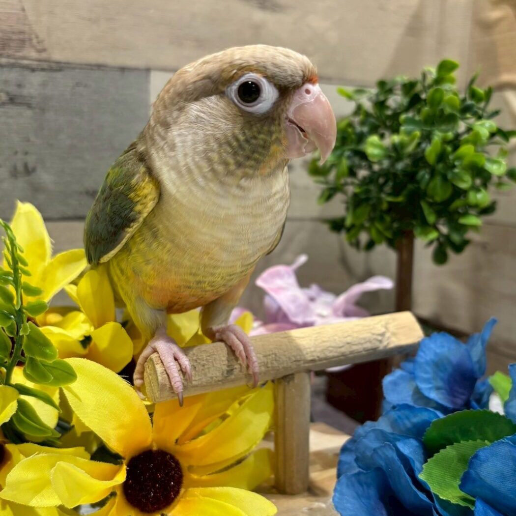 ホオミドリウロコインコ(ブルーパイナップル) - 大阪・兵庫のペット