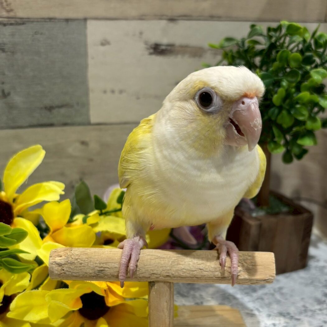 ホオミドリウロコインコ(シナモン) - 【大阪・兵庫のペットショップ