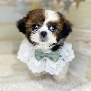 シーズー シーズー5