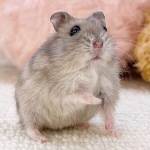 ジャンガリアンハムスター(ブルーサファイア) ブルーサファイア 4