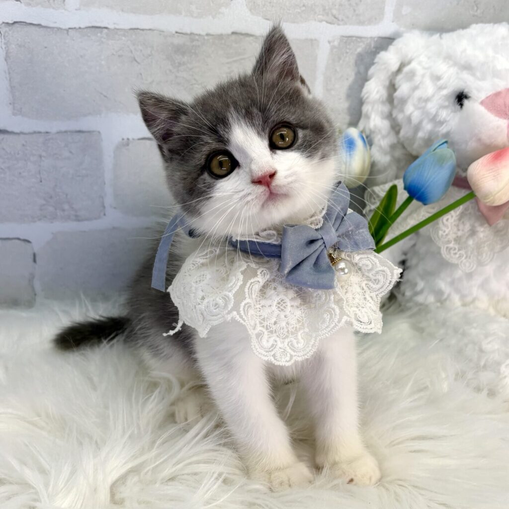 ブリティッシュショートヘアー - 【大阪・兵庫のペットショップ