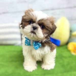 シーズー IMG_0023