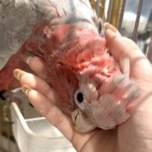 モモイロインコ IMG_1325