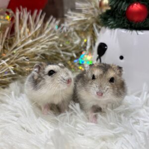 ジャンガリアンハムスター IMG_1722