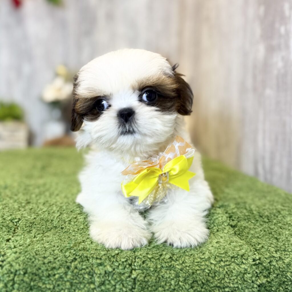 シーズー - 【大阪・兵庫のペットショップ】ペットランドピースワン