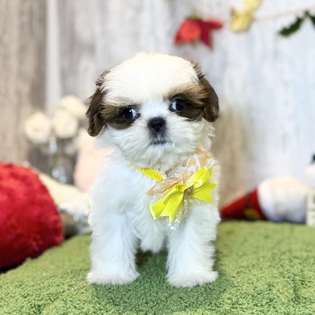 シーズー - 【大阪・兵庫のペットショップ】ペットランドピースワン