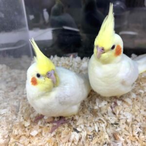 オカメインコ ルチノー IMG_3756