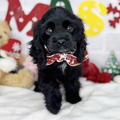 アメリカンコッカースパニエル - 【大阪・兵庫のペットショップ