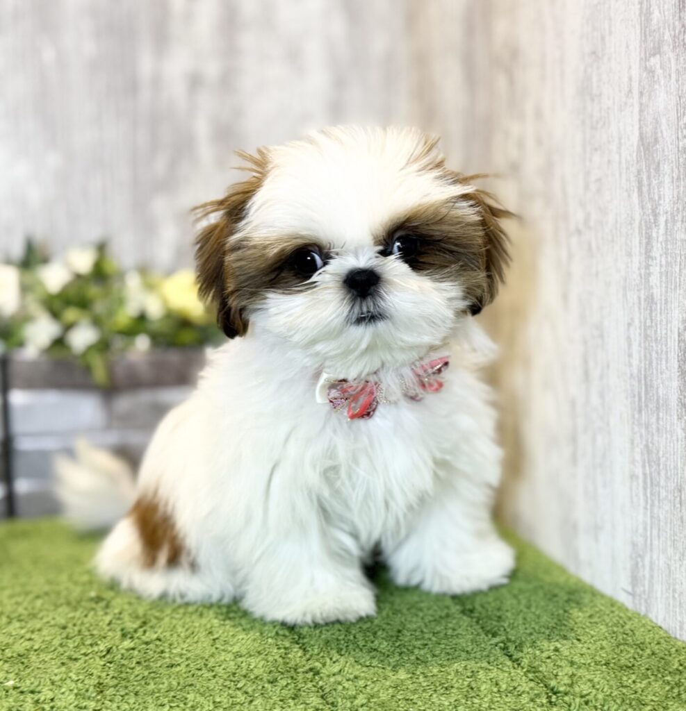 シーズー - 【大阪・兵庫のペットショップ】ペットランドピースワン