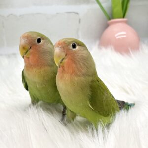 小桜インコ IMG_7006